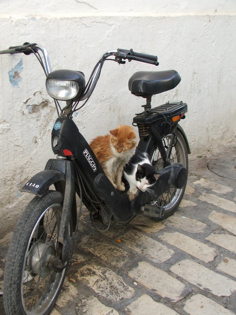 Feline bikers in the souk at Sousse by John Goodall