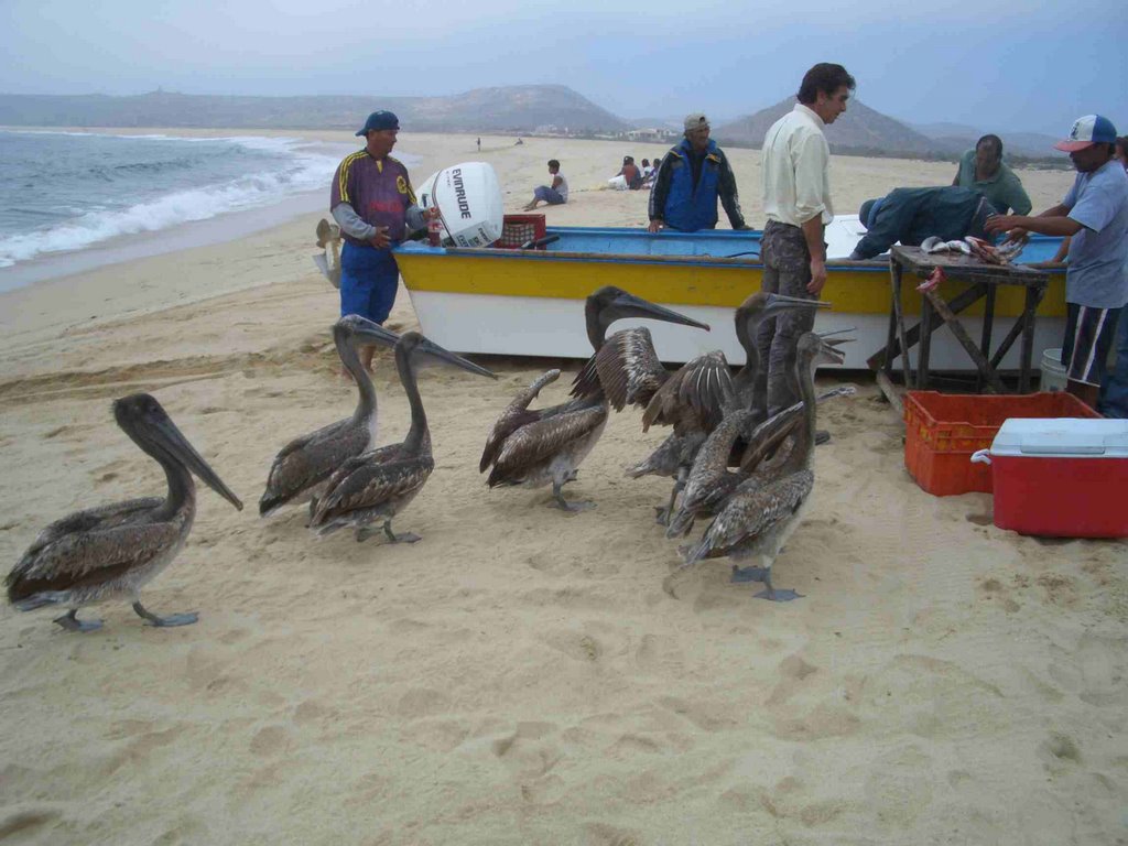 Todos Santos Pelicans Await Fish Scraps http://www.bajadays.com/ by tangogirly