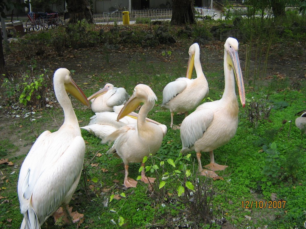 Pink Pelican, Varna Zoo by aticank