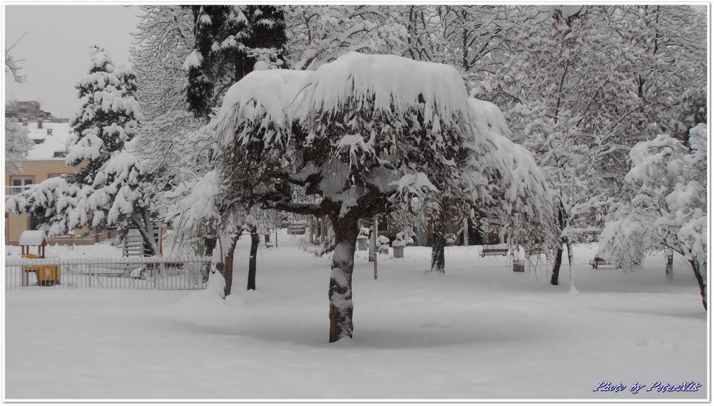 Árvore dobrada debaixo do peso da neve no parque "Santíssima Trinidade" by Peter  Nikolov