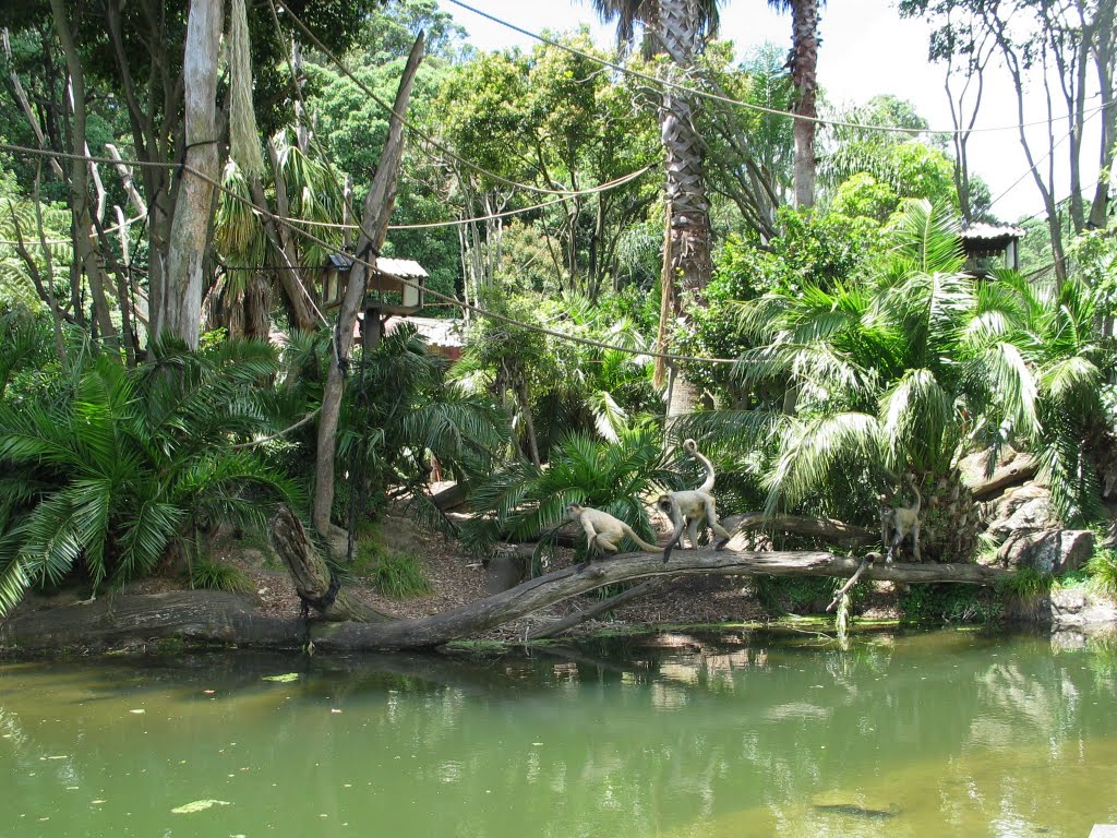 Another view of the Spider Monkey exhibit at the Auckland Zoo by dipperdog