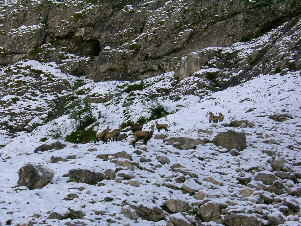 Camosci sulle Comelle by aldo de bastiani