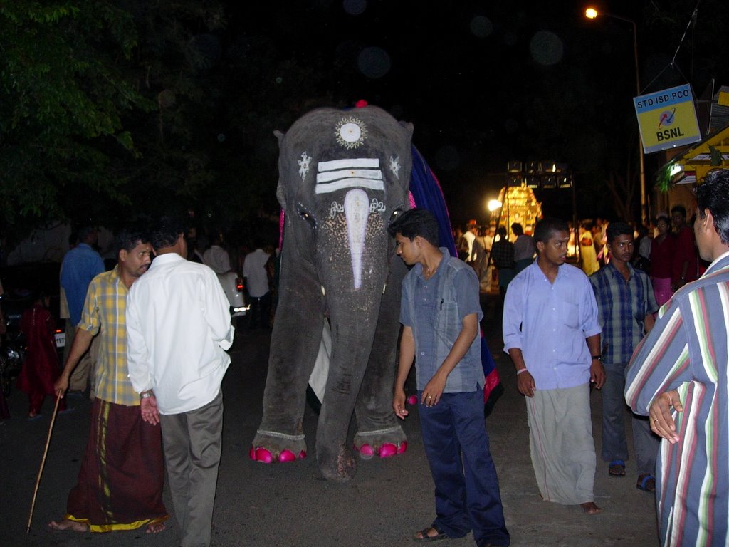 Temple elephant of Manakular Vinayagar by s_kumar69in