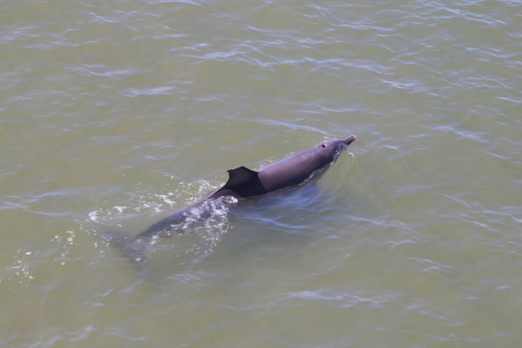 Mandurah Estuary resident. by jockswa