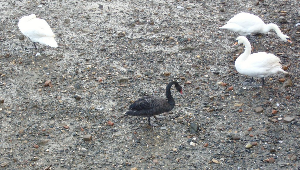 Black Swan at Mistley Docks by losonet