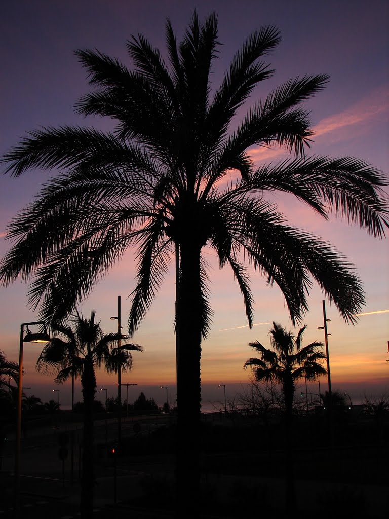 Palm trees at sunrise by kamotos