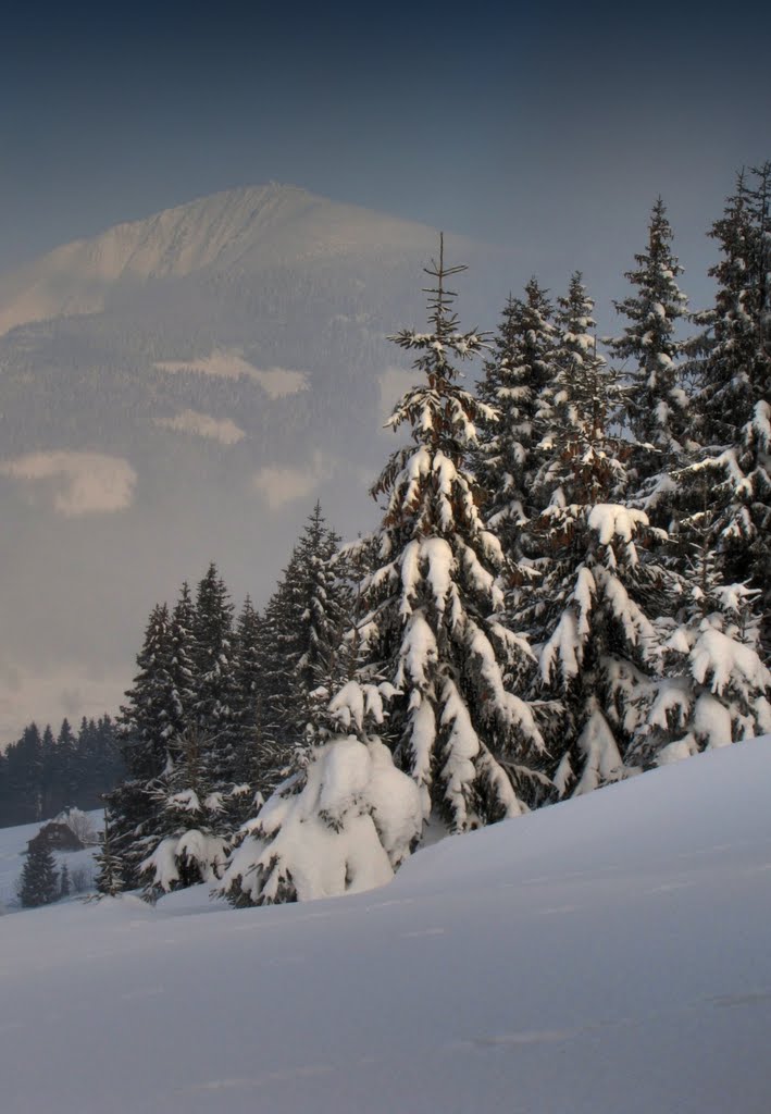 Nad Husovou boudou - ve svahu Slatinné stráně (1 152 m n. m.) - v pozadí Sněžka (1 602 m n. m.) by Mirka Schärfnerová