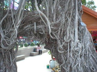 Old tree at Ya Mo square . Nakhon Ratchasima by korat-DK