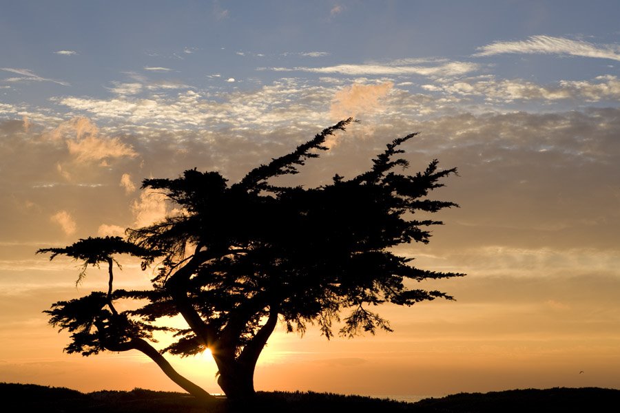 Loan cypress by HarleyPhoto