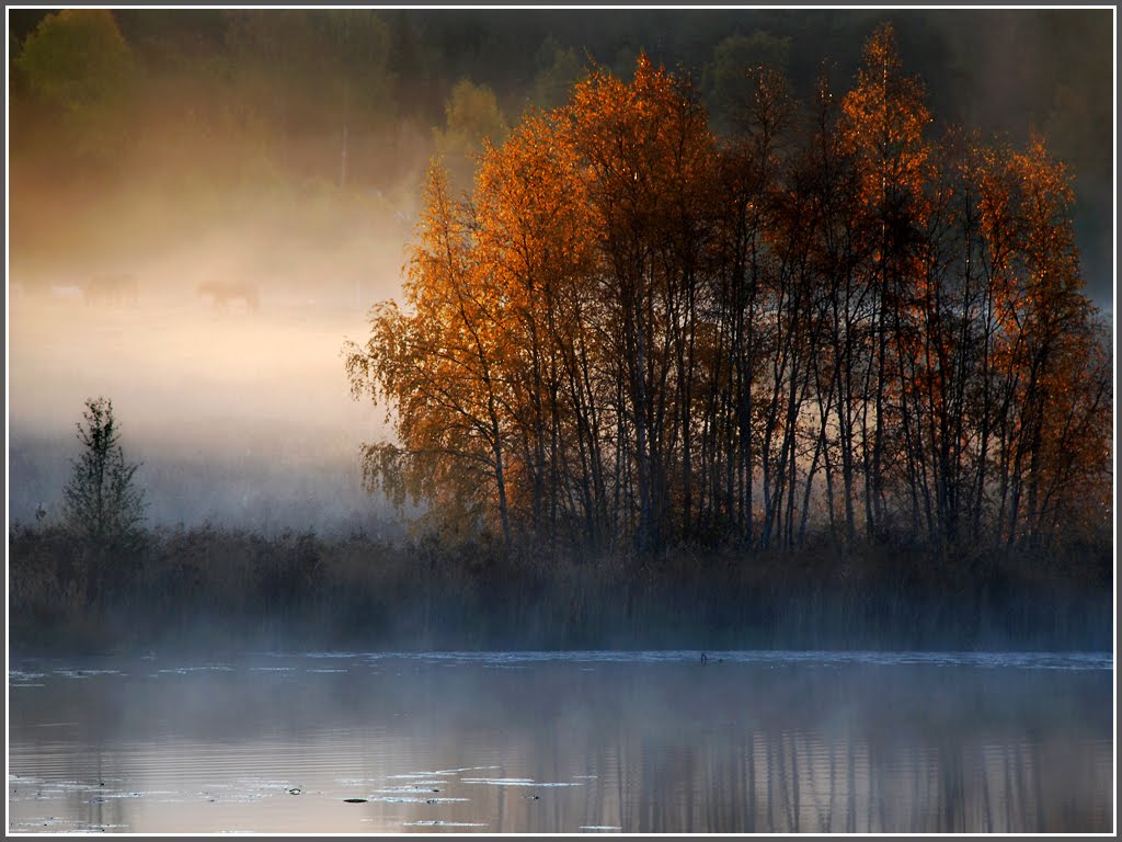 Horses in the fog by lawbild