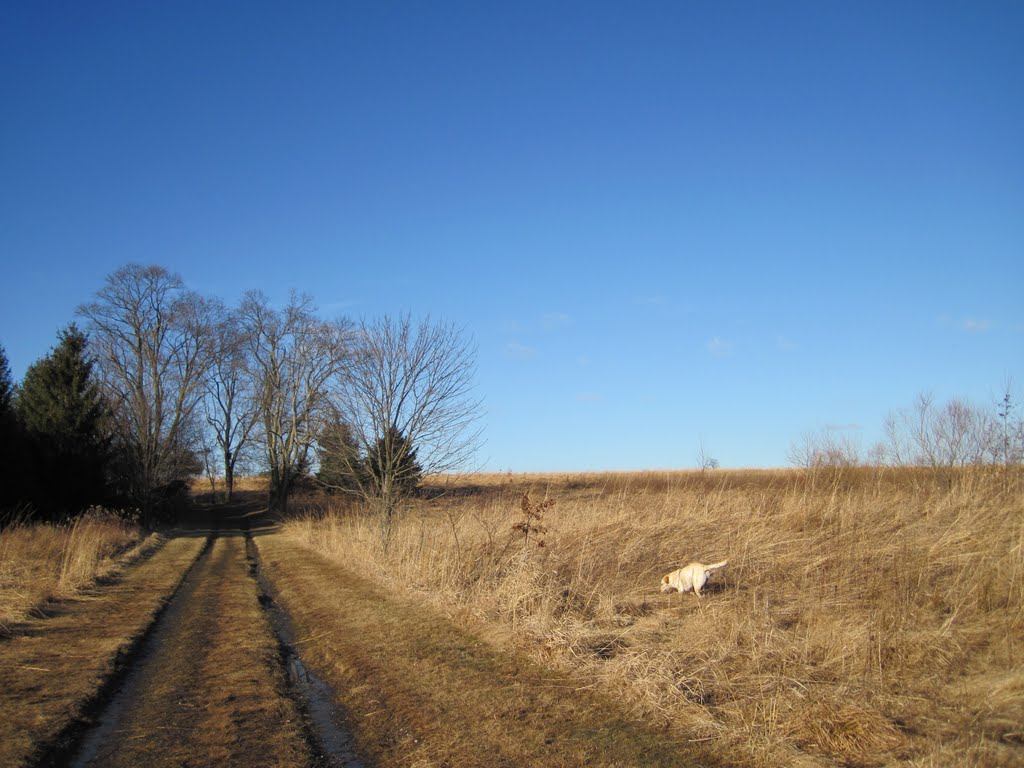 Muddy but golden. January 2010. by Lukas Eddy