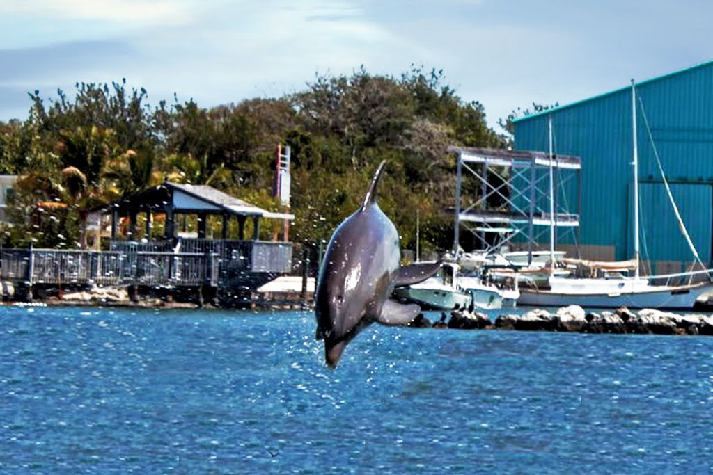 Dolphin Research Center , Marathon, FL, USA by Marc Latrémouille