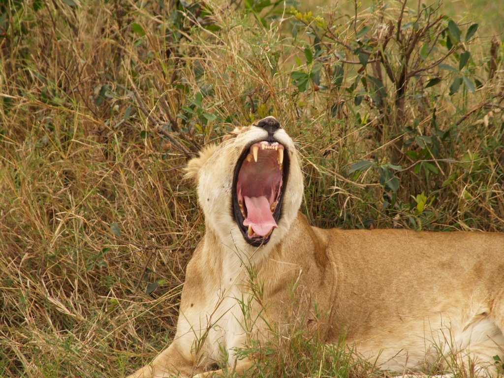 Kenia by harry klaris