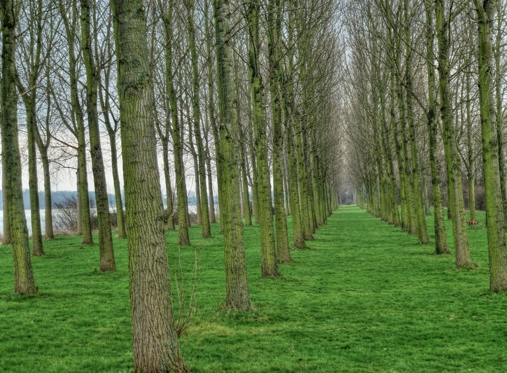 Zwartewaal, Netherlands by vparamos