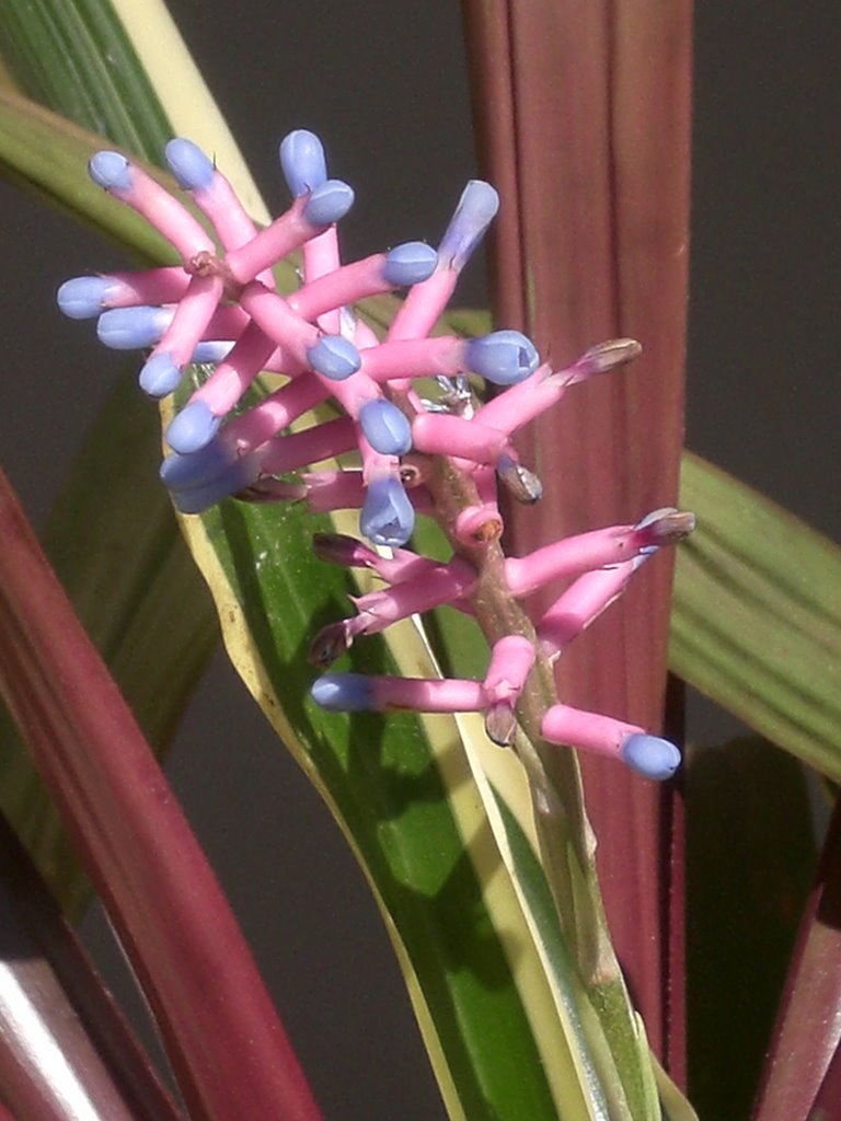 Flor de bromélia - Dourados - MS - Brazil by Paulo Yuji Takarada