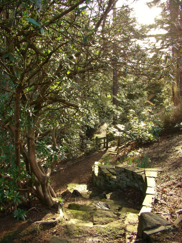 Steps leading down to path in Whinfell Quarry Gardens, Whirlow, Sheffield S11 by sixxsix