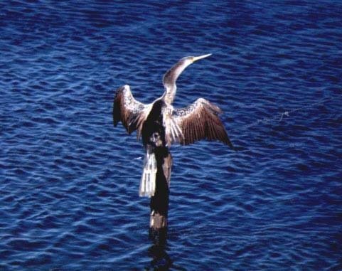 Biguatinga - Pantanal Matogrossense (1990) by Etel Borges Reis