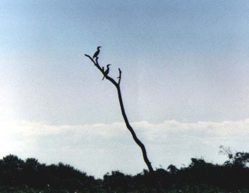 Biguas - Pantanal Matogrossense (1990) by Etel Borges Reis