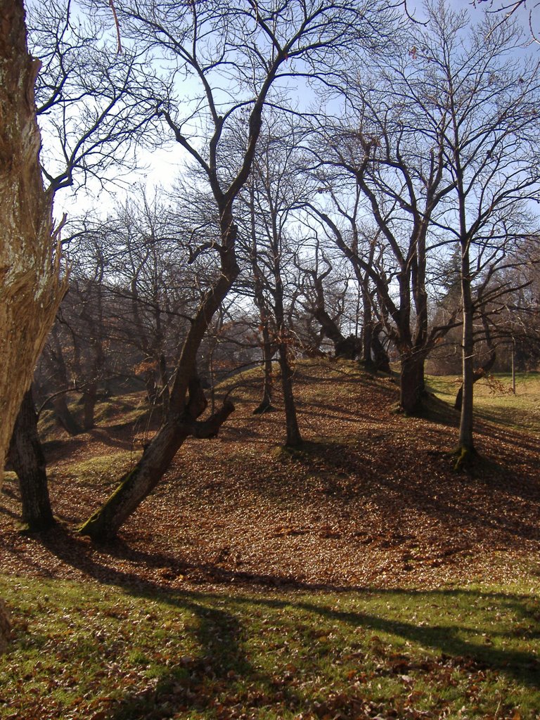 Castagneto di Campiuno by Giorgio Sagrini