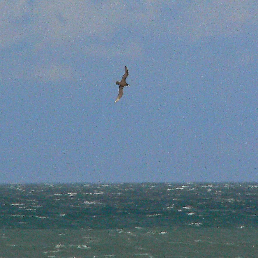 White-chinned Petrel (Weißkinn-Sturmvogel) by LeBoque