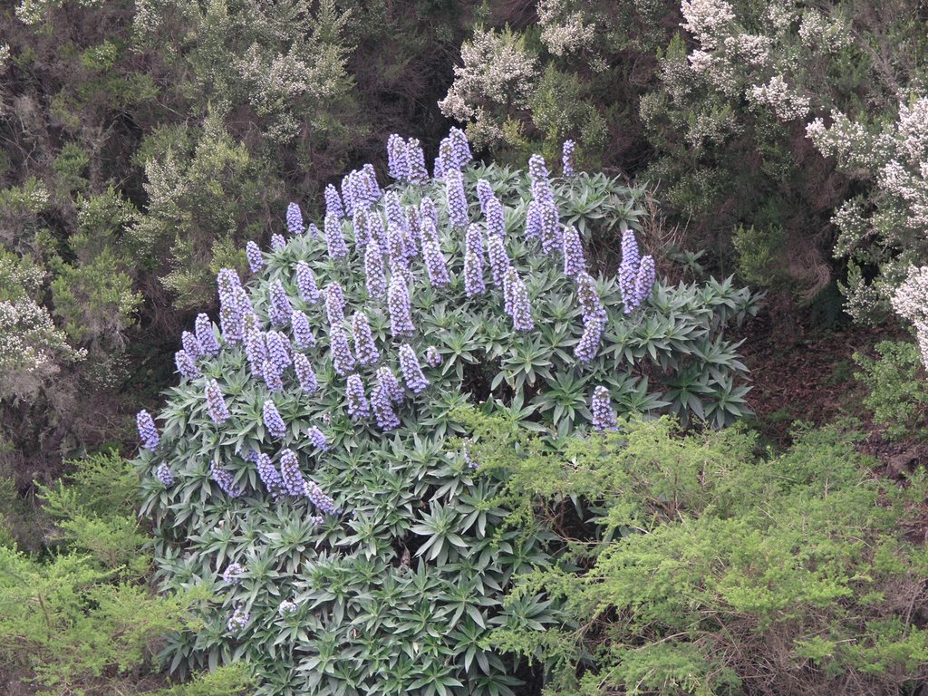 Tajinaste de La Gomera by Canarina