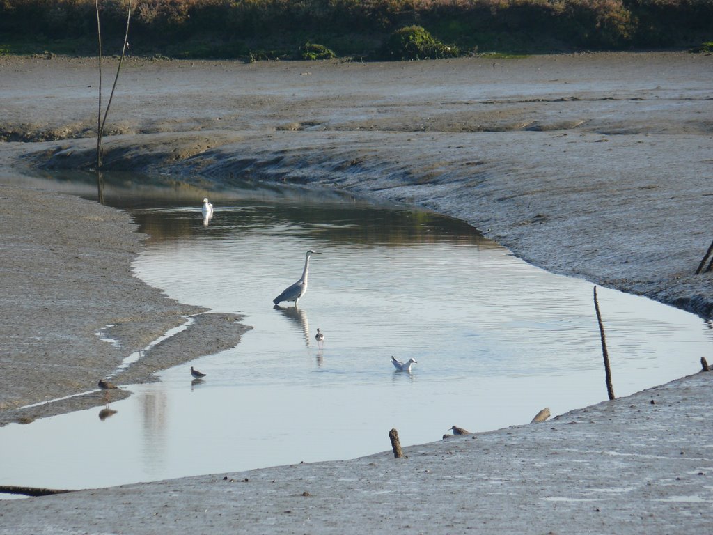 Estuário do Sado - Mourisca - maré vazia by José Augusto Martins