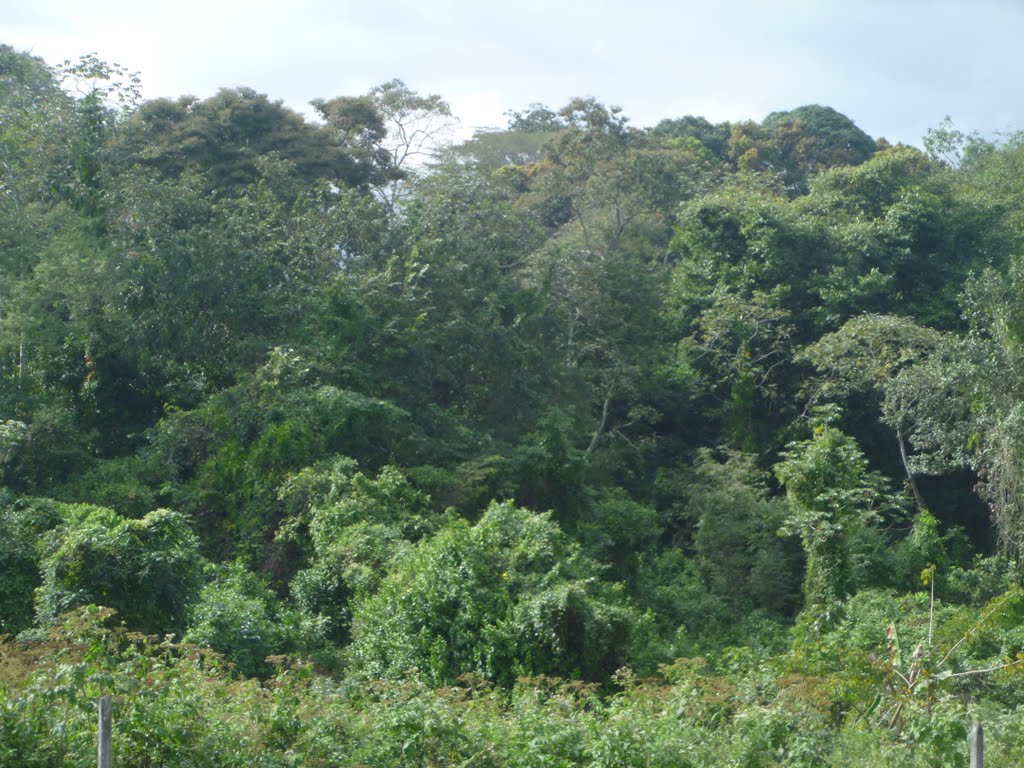 Bonita vista en Santa Cruz de Yojoa by Romel C.