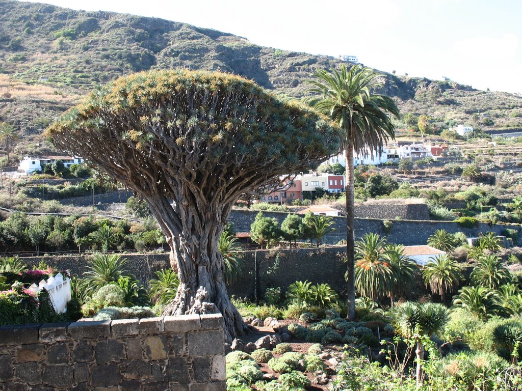 Icod de los Vinos, Santa Cruz de Tenerife, Spain by Krzysztof Rudnik