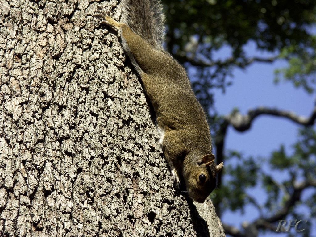 Park Squirrel by Richard Cram