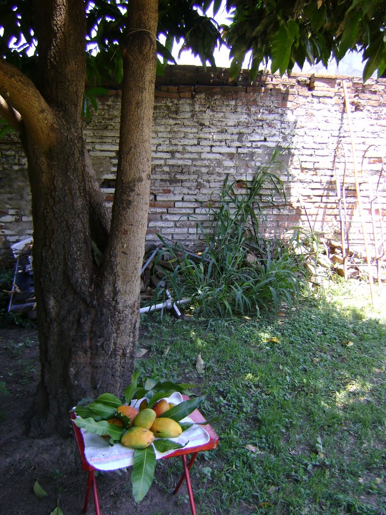 Mangos y su arbol by eldimanao