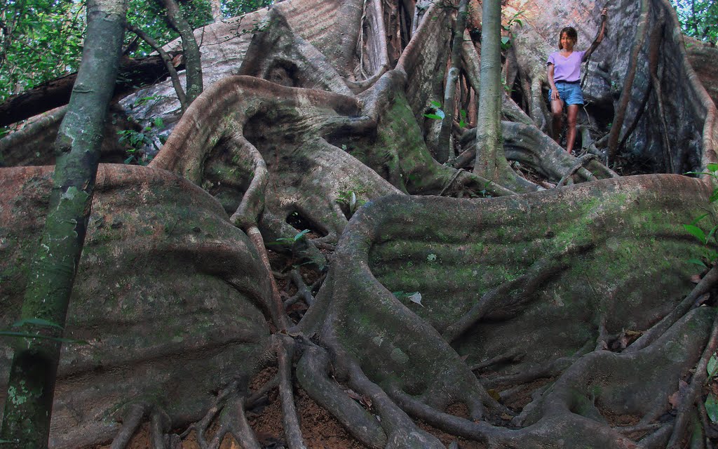 Roots of a giant . Khao Sok Nat.Parc. by franzposch