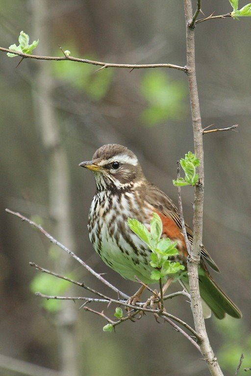 Redwing by Sanya_S