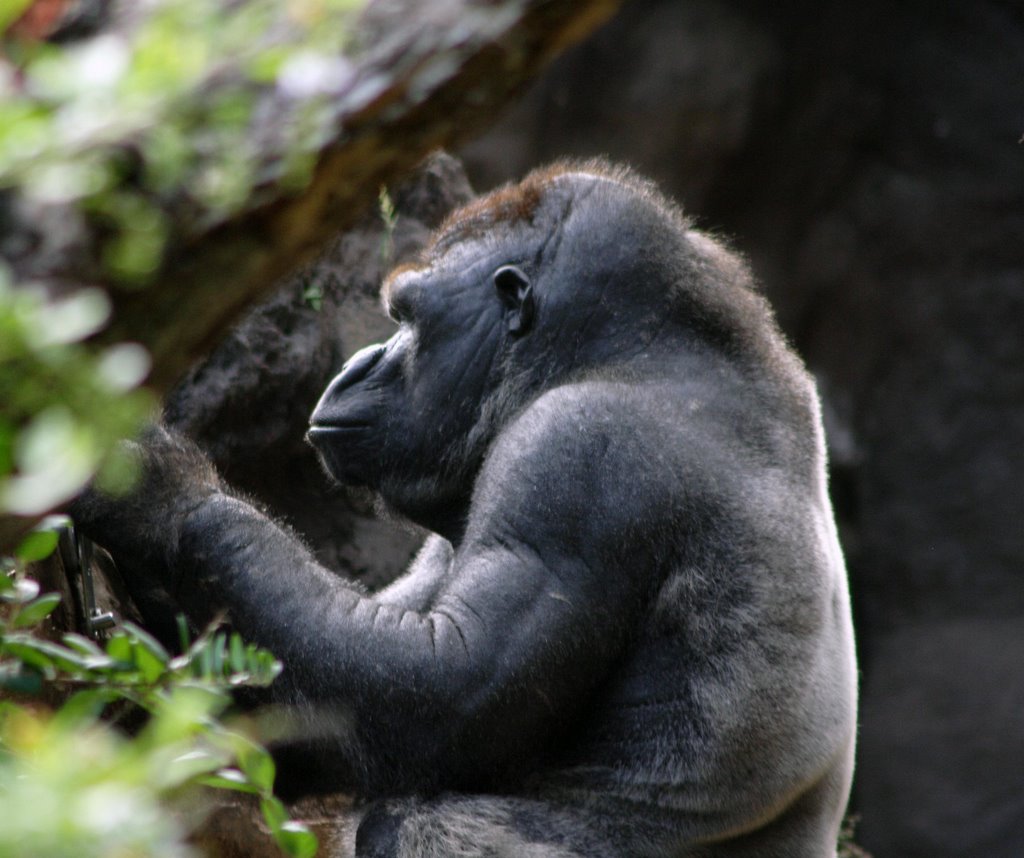 Loro Parque by Robert Heron