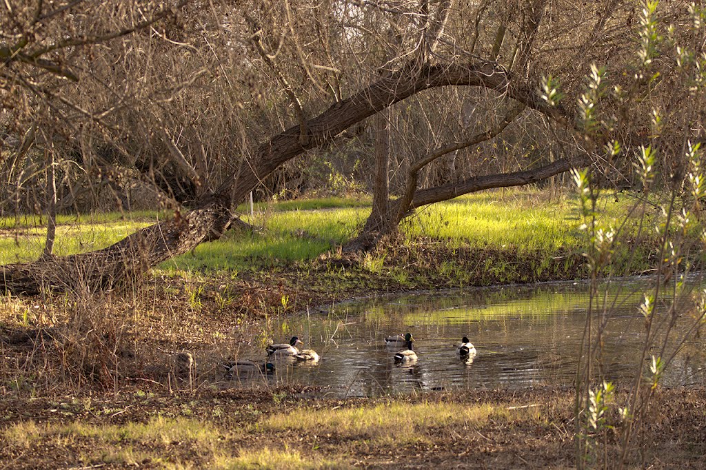 Mallard Morning by Lance0420