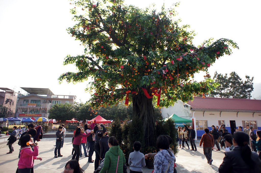 Tai Po Wishing Tree 大埔林村 許願樹 by Cheuk