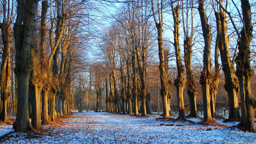 Vierreihige Allee zum Heckengang im Jersbeker Barockgarten. by Hans Wolters