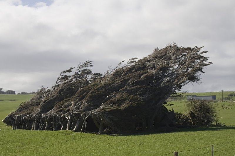 Trees at Slope Point by www.gowlett-photogra…