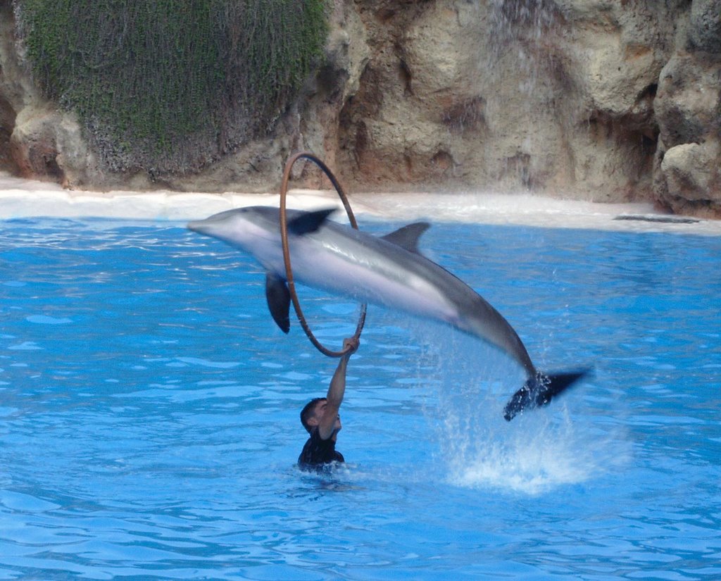 Loro Parque by Robert Heron