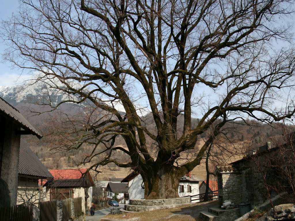 Linden tree in Rut, one of the biggest and oldest in Slovenia by Igor Mohorič Bonča