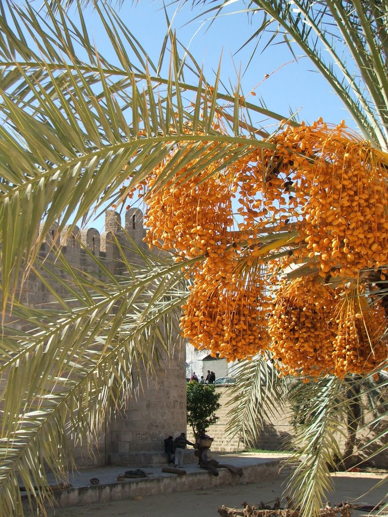 Date palm near the Ribat, Sousse by John Goodall