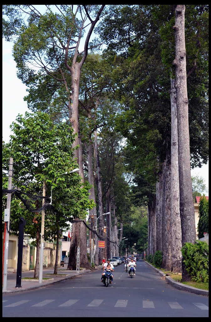 Saigon Tree-lined Street by jibby17