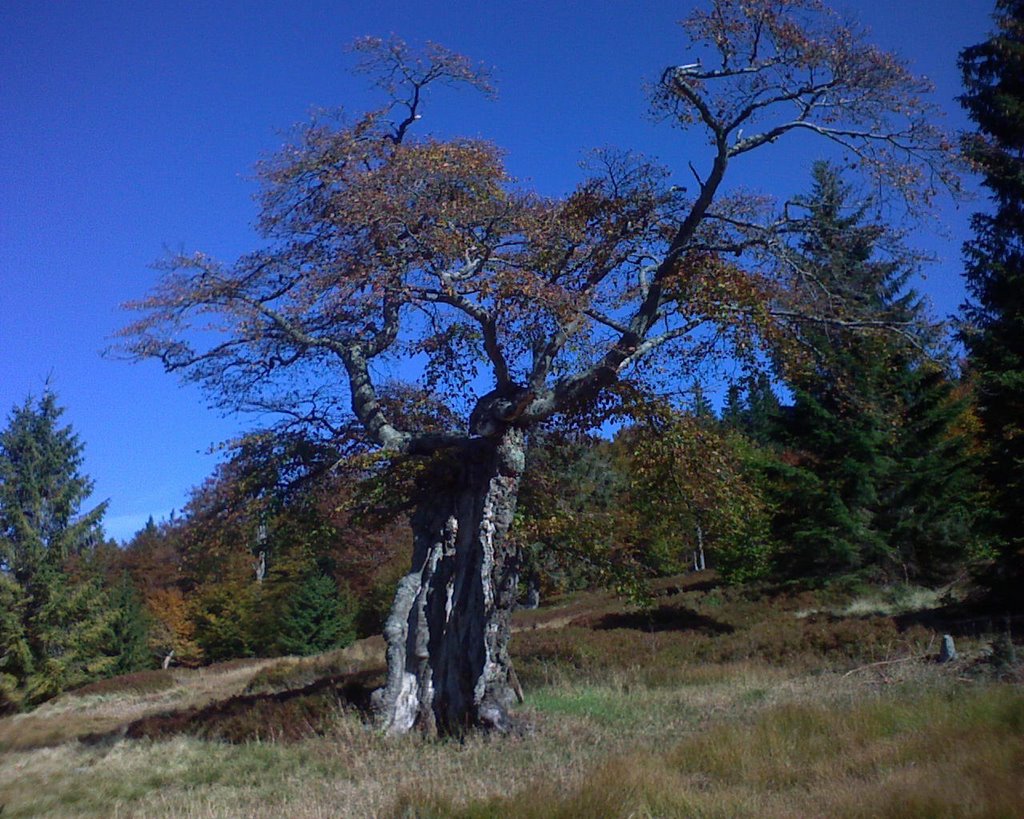 Baum am Rindelschachten by ulileo