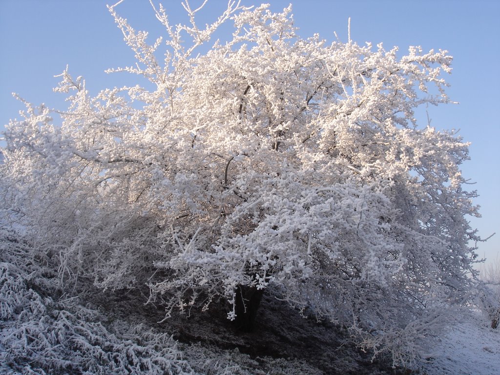 Baum mit Schnee by Yannick Rathmacher