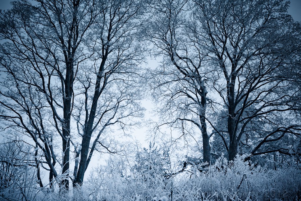 Frosty trees in Tuomarinkylä by Sampo Kiviniemi