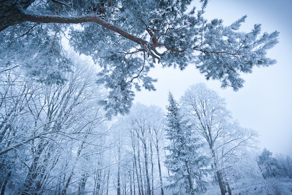 Frosty Forest by Sampo Kiviniemi