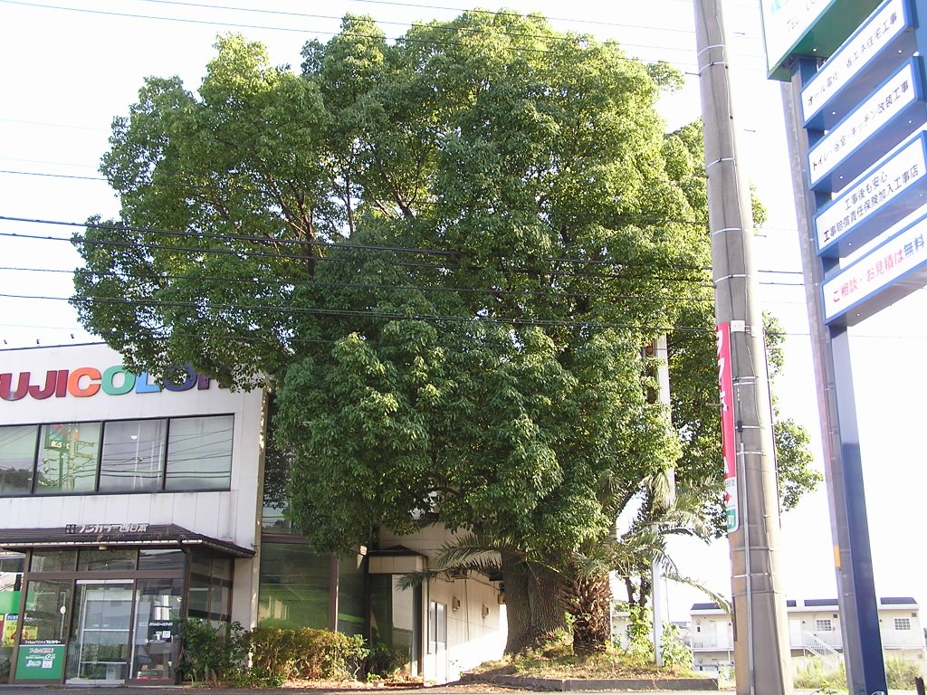 Big Tree of Landmark in town #07,Takamatu-shi,Kagawa-ken,Oct.2007,(西ハゼ十字路のクスノキ・香川県高松市) by gachann.nakamura-npo-kamiha