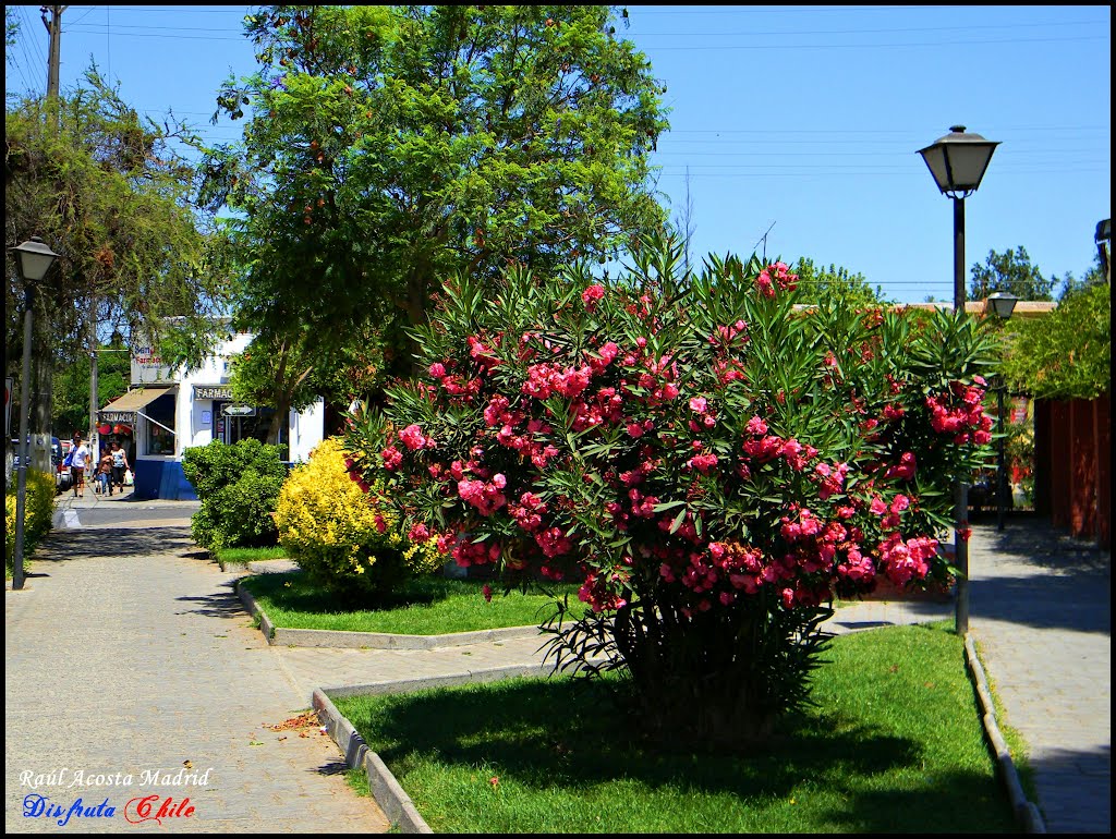 ▶ Plazuela a un costado del municipio ® by ►DisfrutaChile ®