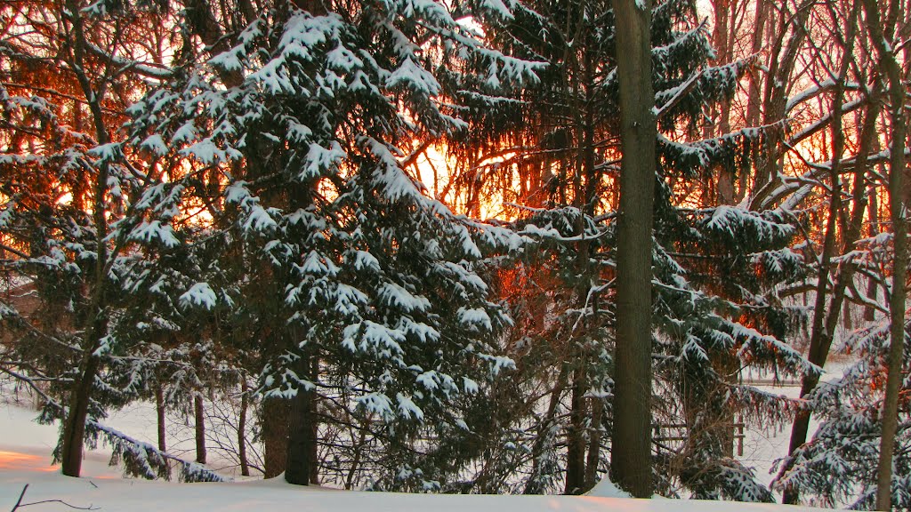 Sunrise and Pine Trees by idahodon