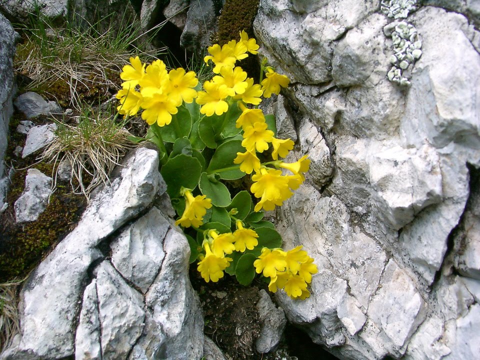 Primula auricola by aldo de bastiani