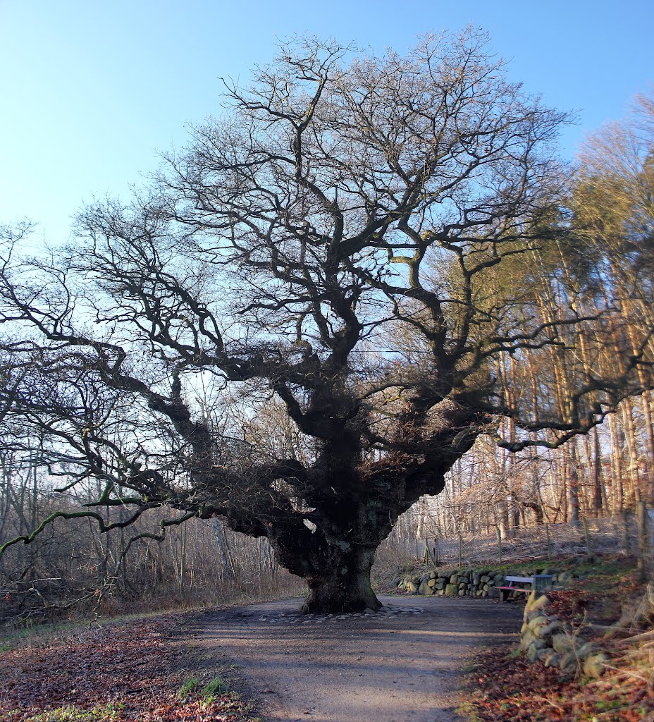 Ook andere kant 800 jaar/years oud by Hielke_nsgep